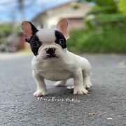 เฟรนช์บลูด็อก  หน้าสั้น ใบหูสั้น ขี้เล่น น่ารัก ทรงสวย อายุ 2 เดือน 0890888441