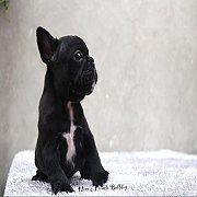 เฟรนช์บลูด็อก เพศเมีย สีครีม หน้าสั้น ใบหูสั้น ขี้เล่น น่ารัก ทรงสวย อายุ 2 ดือน...