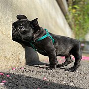 เฟรนช์บลูด็อก เพศเมีย หน้าสั้น ใบหูสั้น ขี้เล่น น่ารัก ทรงสวย อายุ 2 ดือน 