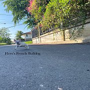 เฟรนช์บลูด็อก เพศเมีย  หน้าสั้น ใบหูสั้น ขี้เล่น น่ารัก ทรงสวย อายุ 2 ดือน 