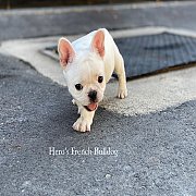 เฟรนช์บลูด็อก เพศเมียหน้าสั้น ใบหูสั้น ขี้เล่น น่ารัก ทรงสวย อายุ 2 ดือน 