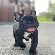 เฟรนช์บลูด็อก เพศผู้  หน้าสั้น ใบหูสั้น ขี้เล่น น่ารัก ทรงสวย อายุ 2 ดือน 