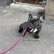 ขายเฟรนช์บลูด็อก  หน้าสั้น ขี้เล่น ทรงสวย อายุ 2 ดือน สุขภาพแข็งแรง ยินดีรับบัตร...