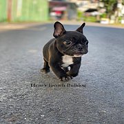 ขายเฟรนช์บลูด็อก  หน้าสั้น ขี้เล่น ทรงสวย อายุ 2 ดือน สุขภาพแข็งแรง ยินดีรับบัตร...