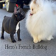 เฟรนช์บลูด็อก เพศผู้  หน้าสั้น ใบหูสั้น โครงสร้างดี ทรงสวย อายุ 2 ดือน 