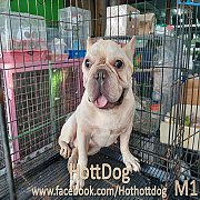 พ่อพันธุ์เฟรนซ์ บลูด็อก สายพันธุ์แท้ ฟอร์มสวยมาก