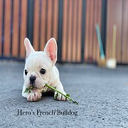 เฟรนช์บลูด็อก  สีครีม หน้าสั้น ใบหูสั้น ขี้เล่น น่ารัก ทรงสวย อายุ 2 ดือน 