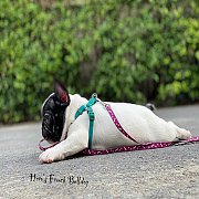 เฟรนช์บลูด็อก เพศเมีย หน้าสั้น ใบหูสั้น ขี้เล่น น่ารัก ทรงสวย อายุ 2 ดือน 