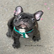 เฟรนช์บลูด็อก  หน้าสั้น ใบหูสั้น ขี้เล่น น่ารัก ทรงสวย อายุ 2 เดือน 0890888441