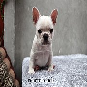 เฟรนช์บลูด็อก เพศเมีย สีครีม หน้าสั้น ใบหูสั้น ขี้เล่น น่ารัก ทรงสวย อายุ 2 ดือน...