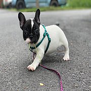 ขายเฟรนช์บลูด็อก  หน้าสั้น ขี้เล่น ทรงสวย อายุ 2 ดือน สุขภาพแข็งแรง ยินดีรับบัตร...