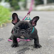 เฟรนช์บลูด็อก หน้าสั้น ใบหูสั้น ขี้เล่น น่ารัก ทรงสวย อายุ 2 ดือน 