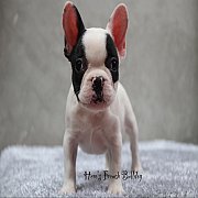 เฟรนช์บลูด็อก เพศเมีย หน้าสั้น ใบหูสั้น ขี้เล่น น่ารัก ทรงสวย อายุ 2 ดือน 