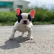 เฟรนช์บลูด็อก หน้าสั้น ใบหูสั้น โครงสร้างดี ทรงสวย อายุ 2 ดือน 