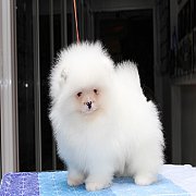 ขายปอมแท้ สีขาว เพศผู้ อายุ 2 เดือน ขนแน่น ขาใหญ่ หน้าหมี มีใบเพ็ดดีกรีเต็มใบ (L...