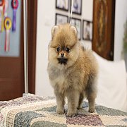 ขายปอมเมอเรเนียน สีส้ม เพศผู้ อายุ 2 เดือน ขนแน่น หน้าหมี มีใบพ็ดดีกรีเต็มใบ (สอ...