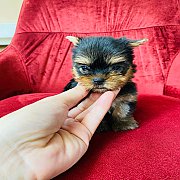 ขายยอร์คเชียร์เทอร์เรียน เพศเมีย อายุ 2 เดือน หน้าตุ๊กตา หวาน ๆ มีใบพ็ดดีกรีเต็ม...