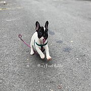 เฟรนช์บลูด็อก เพศเมีย สีขาวดำ หน้าสั้น ใบหูสั้น ขี้เล่น น่ารัก ทรงสวย อายุ 2 ดือ...