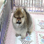 ขายปอมเมอเรเนียน สีส้ม เพศผู้ อายุ 2 เดือน ขนแน่น หน้าหมี มีใบพ็ดดีกรีเต็มใบ (สอ...