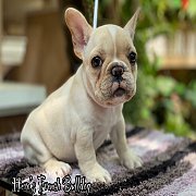เฟรนช์บลูด็อก เพศผู้ สีครีม หน้าสั้น ใบหูสั้น ขี้เล่น น่ารัก ทรงสวย อายุ 2เดือน 