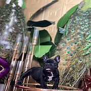 ขายเฟรนช์บลูด็อก  หน้าสั้น ขี้เล่น ทรงสวย อายุ 2 ดือน สุขภาพแข็งแรง ยินดีรับบัตร...