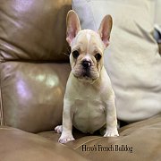 เฟรนช์บลูด็อก  หน้าสั้น ใบหูสั้น ขี้เล่น น่ารัก ทรงสวย อายุ 2 เดือน 0890888441