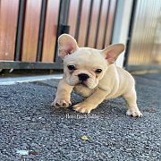 เฟรนช์บลูด็อก  หน้าสั้น ใบหูสั้น ขี้เล่น น่ารัก ทรงสวย อายุ 2 เดือน 0890888441