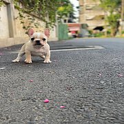 เฟรนช์บลูด็อก เพศเมีย สีครีม หน้าสั้น ใบหูสั้น ขี้เล่น น่ารัก ทรงสวย อายุ 2 ดือน...