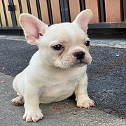 ขายเฟรนช์บลูด็อก  หน้าสั้น ขี้เล่น ทรงสวย อายุ 2 ดือน สุขภาพแข็งแรง ยินดีรับบัตร...