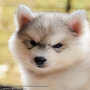 ฟาร์มไซบีเรียนฮัสกี้เกรดไฮเอน Allbest kennel มีให้เลือกทุกสีพร้อมรับ