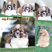 ชิสุทอยแท้ เมีย 5700