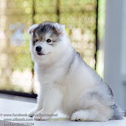 ที่สุดของไซบีเรียนเกรดไฮเอน ต้องทีAllbest kennel