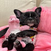 เฟรนช์บลูด็อก  หน้าสั้น ใบหูสั้น ขี้เล่น น่ารัก ทรงสวย อายุ 2 เดือน 0890888441