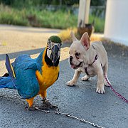 ขายเฟรนช์บลูด็อก  หน้าสั้น ขี้เล่น ทรงสวย อายุ 2 ดือน สุขภาพแข็งแรง ยินดีรับบัตร...