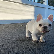 เฟรนช์บลูด็อก เพศผู้ สีครีม หน้าสั้น ใบหูสั้น ขี้เล่น น่ารัก ทรงสวย อายุ 2 ดือน 