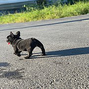 เฟรนช์บลูด็อก  หน้าสั้น ใบหูสั้น ขี้เล่น น่ารัก ทรงสวย อายุ 2 เดือน 0890888441