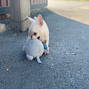 เฟรนช์บลูด็อก  หน้าสั้น ใบหูสั้น ขี้เล่น น่ารัก ทรงสวย อายุ 2 เดือน 0890888441