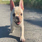 ขายเฟรนช์บลูด็อก  หน้าสั้น ขี้เล่น ทรงสวย อายุ 2 ดือน สุขภาพแข็งแรง ยินดีรับบัตร...