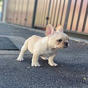 เฟรนช์บลูด็อก หน้าสั้น ใบหูสั้น ขี้เล่น น่ารัก ทรงสวย อายุ 2 ดือน 