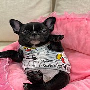 เฟรนช์บลูด็อก  หน้าสั้น ใบหูสั้น ขี้เล่น น่ารัก ทรงสวย อายุ 2 เดือน 0890888441