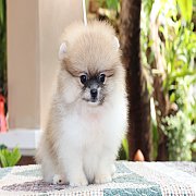 ปอม หน้าสั้น ขาใหญ่ สายเลือดดี ขนสวย ลำตัวสั้น อายุ 2 เดือนครับ ...แนะนำเข้าชมตั...