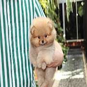 ปอม หน้าสั้น ขาใหญ่ สายเลือดดี ขนสวย ลำตัวสั้น อายุ 2 เดือนครับ ...แนะนำเข้าชมตั...