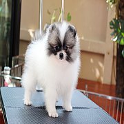 ปอม หน้าสั้น ขาใหญ่ สายเลือดดี ขนสวย ลำตัวสั้น อายุ 2 เดือนครับ ...แนะนำเข้าชมตั...