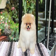 ปอม หน้าสั้น ขาใหญ่ สายเลือดดี ขนสวย ลำตัวสั้น อายุ 2 เดือนครับ ...แนะนำเข้าชมตั...