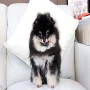 ปอมเมอเรเนียน สีแบล็คแทน สายเลือดดี ทรงสวย สอบถามเพิ่มเติมที่ Line :@heropom หรื...