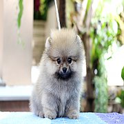 ขายปอมเกรดเลี้ยงเล่น น่ารัก มากๆๆครับ