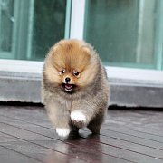 ขายปอมเมอเรเนียน สีส้ม เพศเมีย อายุ 2 เดือน ทรงสวย หน้าหมี สอบถาม Line : @heropo...