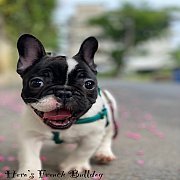 เฟรนช์บลูด็อก เพศเมีย สีขาวดำ หน้าสั้น ใบหูสั้น ขี้เล่น น่ารัก ทรงสวย อายุ 2 ดือ...