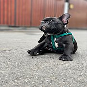 ~เฟรนช์บลูด็อก~ เพศผู้ สีดำ น่ารัก โครงสร้างสวย กะโหลกใหญ่ อายุ 2 ดือน สุขภาพแข็...