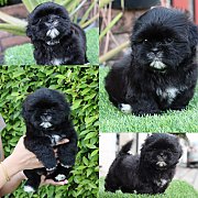 ชิสุผสมปอม  น่ารักมากมาย